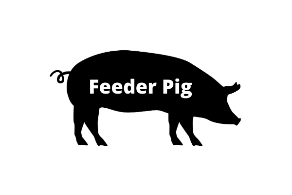 Walnut Bush Farms | Feeder Pig
